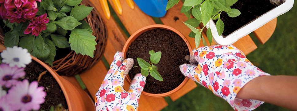 plantations en pots et jardinières